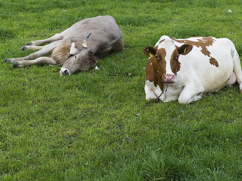 Un complément alimentaire donné aux vaches contre le méthane