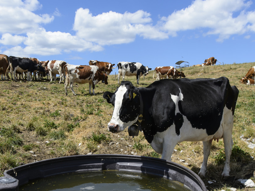 Toujours des restrictions de pompage dans les cours d'eau suisses