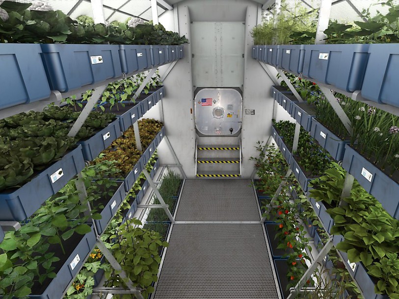 Des astronautes ont goûté de la salade cultivée dans l'espace