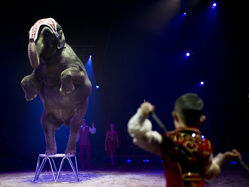 Le Cirque Knie abandonne les numéros d'éléphants