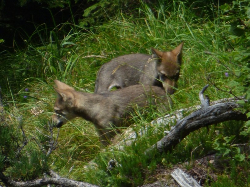 Au moins trois louveteaux nés dans le Calanda cette année