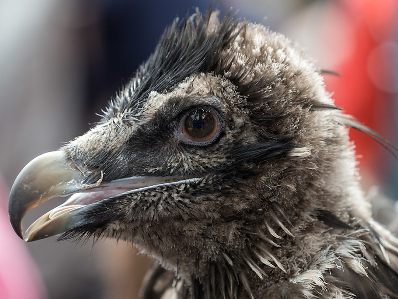 Le gypaète Schils s'installe dans le Parc national en Engadine