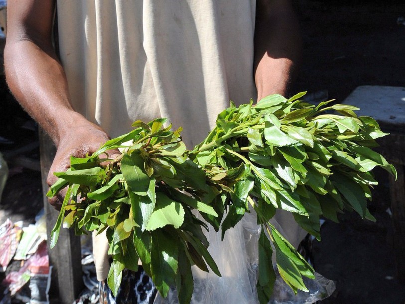 Cinquante kilos de khat dans ses bagages à Genève-Cointrin