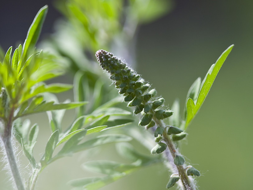 Le dioxyde d'azote rend le pollen d'ambroisie plus allergénique