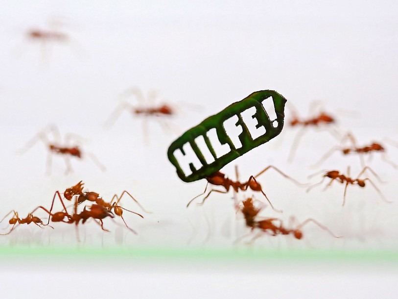 Un demi-million de fourmis appellent Angela Merkel à l'aide