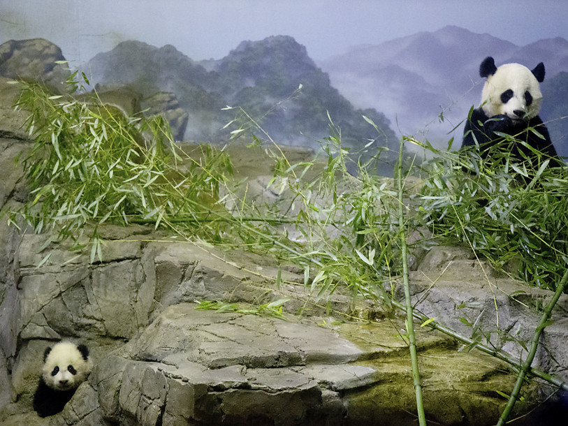 La femelle panda du zoo de Washington attend un heureux événement