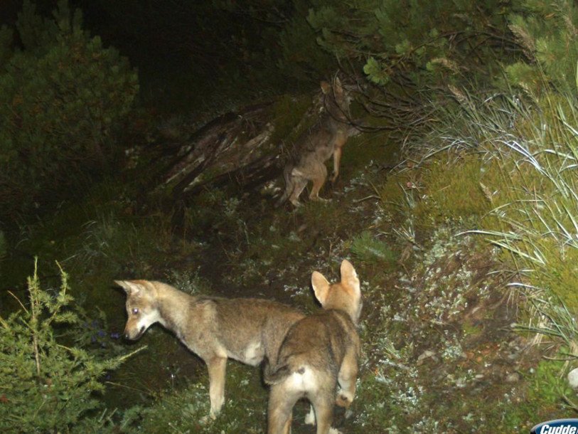 Autorisation de tirer un loup pas renouvelée dans le canton d'Uri