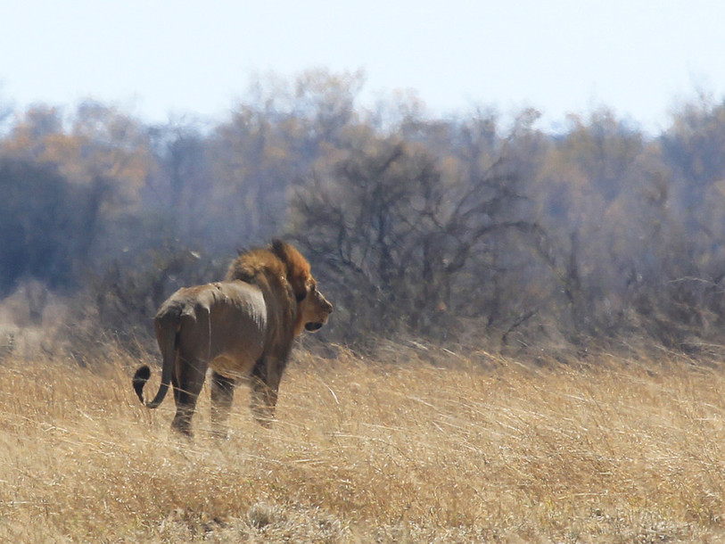 Zimbabwe: un guide tué par un lion dans le parc où vivait Cecil