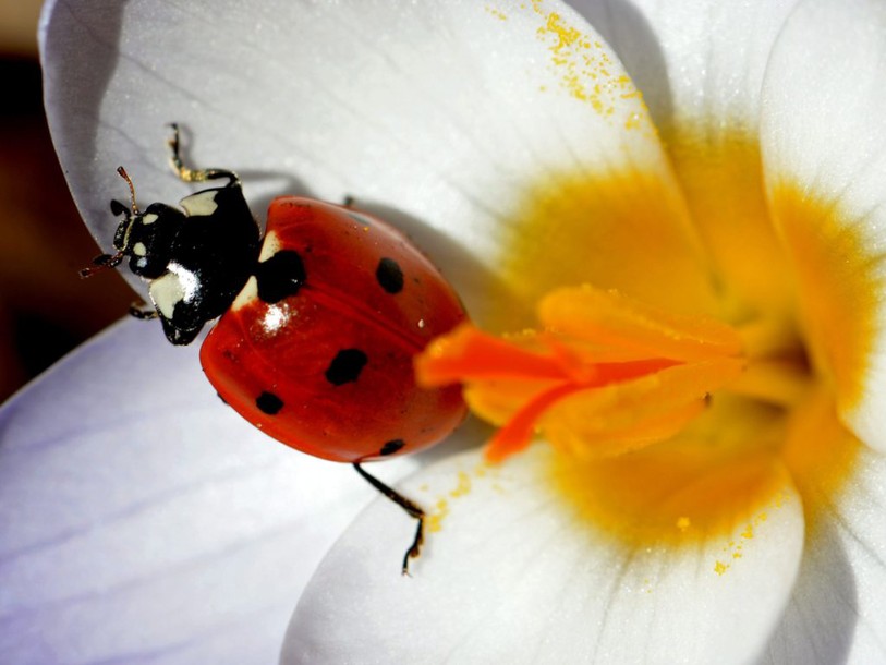 Les fleurs protègent les champs contre les parasites