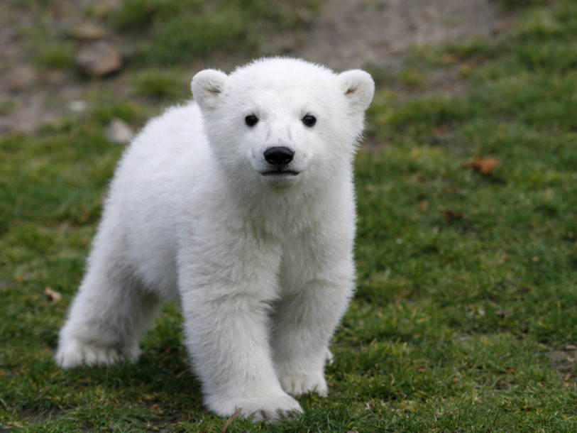 Le mystère entourant la maladie de l'ours polaire Knut enfin résolu
