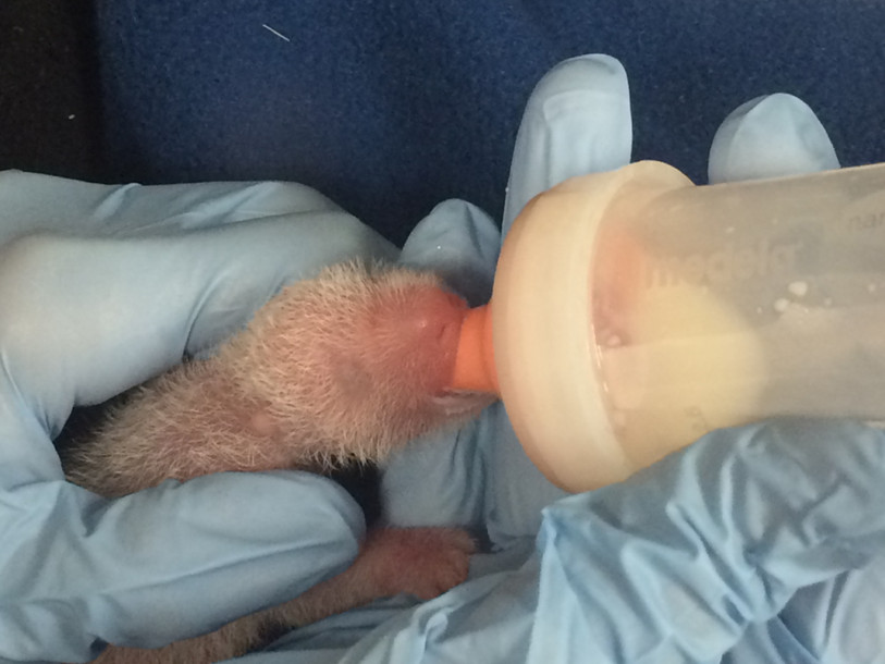 Le bébé panda né à Washington est un mâle