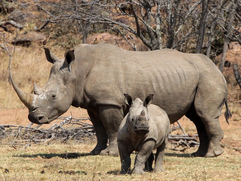 Afrique du Sud: le nombre de rhinocéros tués encore en hausse