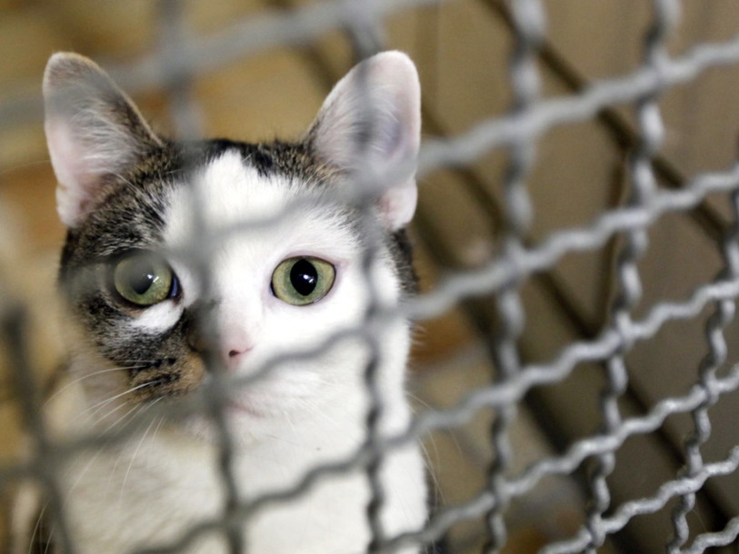 Plus de 18'000 animaux recueillis dans les refuges l'an dernier