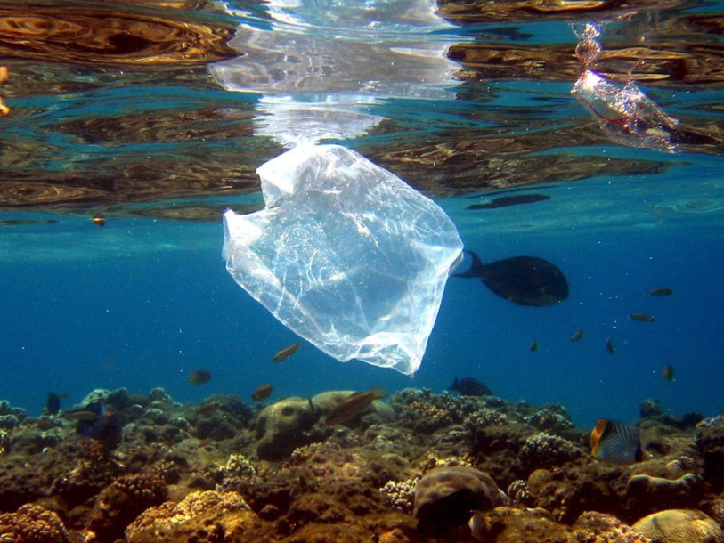 D'ici 2050, 99% des oiseaux marins auront avalé du plastique