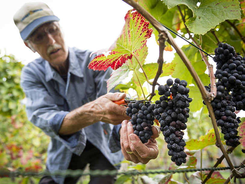 Les vins 2015 risquent d'être exceptionnels
