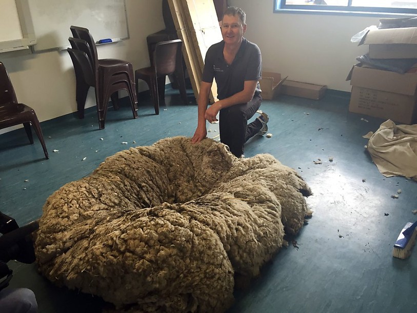 Une nouvelle vie au poil pour Chris le mouton, allégé de 40 kilos