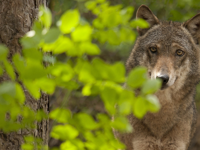 Un loup observé et photographié dans le canton de Zurich