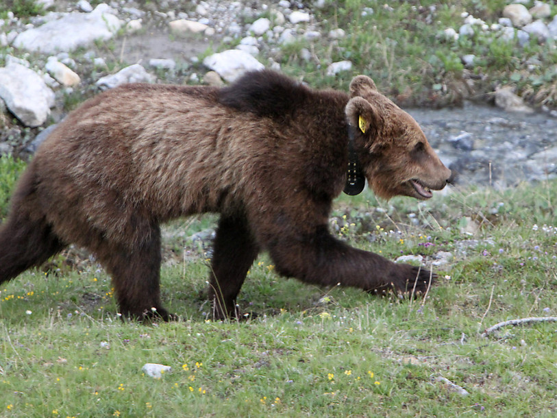 Un ours se trouve à nouveau dans les Grisons