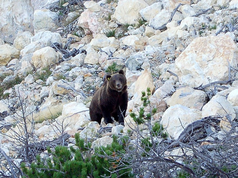 Des traces confirment la présence d'un ours dans les Grisons