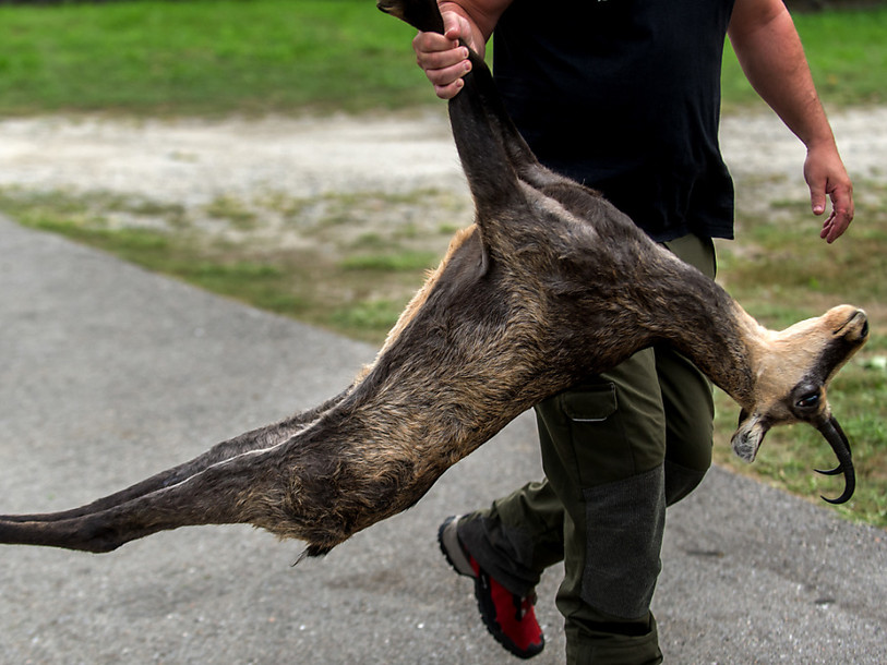 Un chasseur abat un chamois et fait une chute mortelle