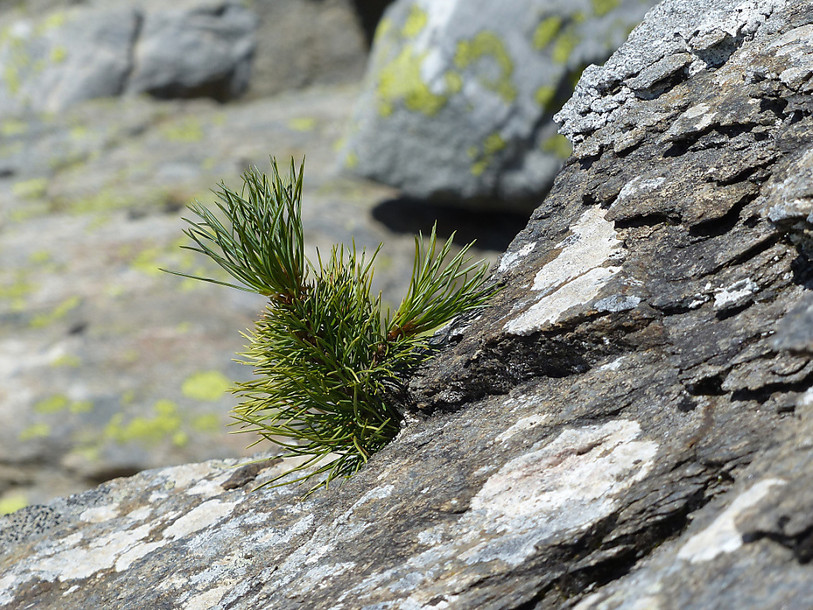 L'arbre le plus haut de Suisse est valaisan