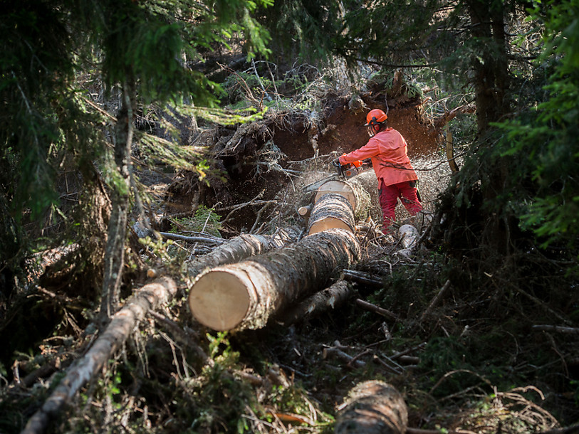 La loi sur les forêts a besoin d’un coup de vernis