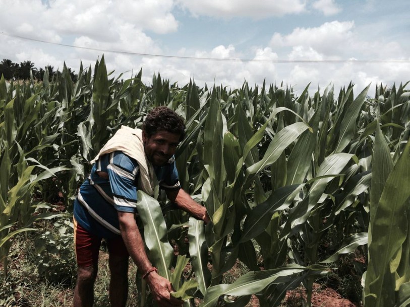 Sur les traces du paraquat contesté de Syngenta dont raffole l'Inde
