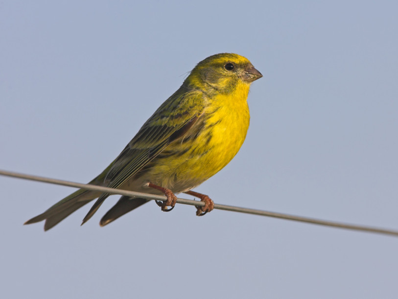 Les oiseaux généralistes se portent bien, les spécialistes moins