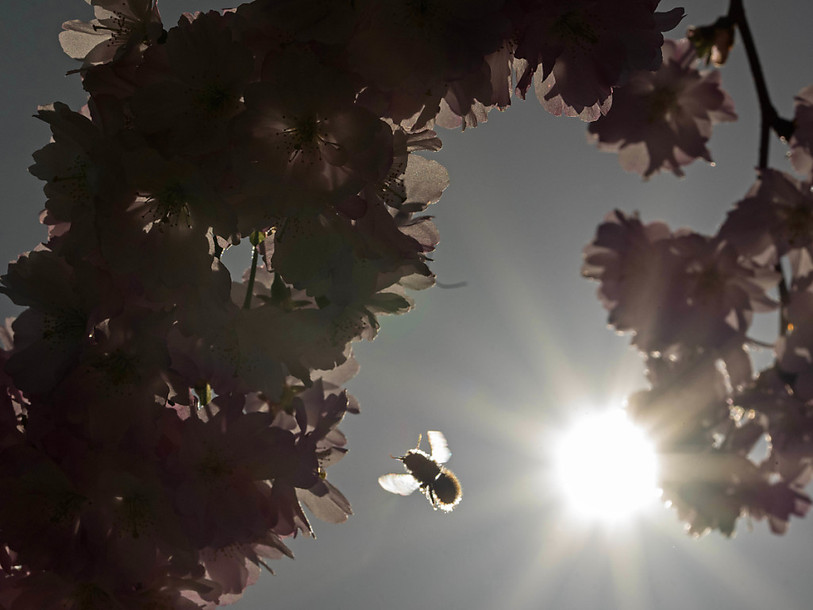 Des fleurs disparaissent, la trompe des bourdons raccourcit