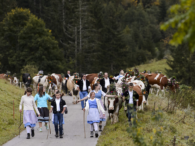 Le retour des vaches en plaine fêté par des milliers de personnes
