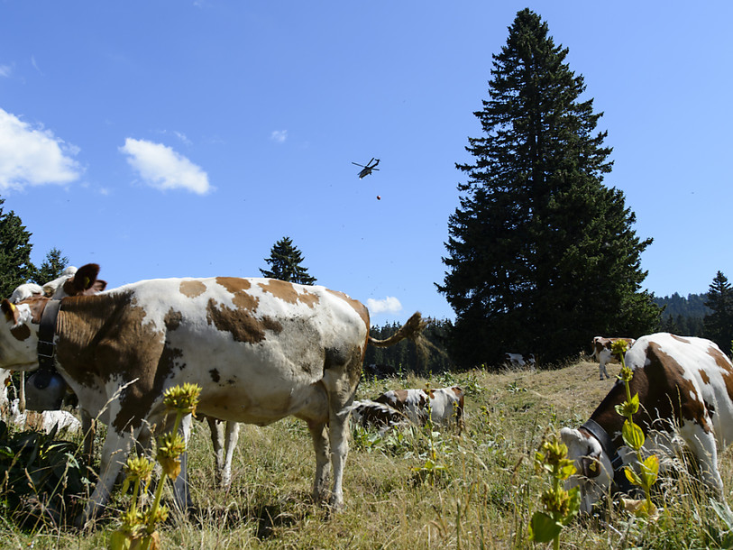 L'été sec pèse sur la production de fromages d'alpage