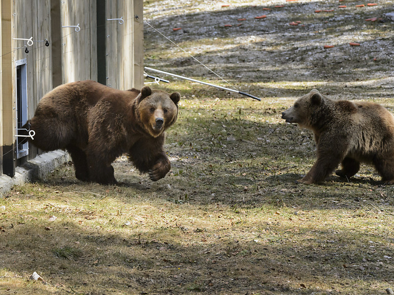 Retour à Berne des pensionnaires du Parc aux Ours