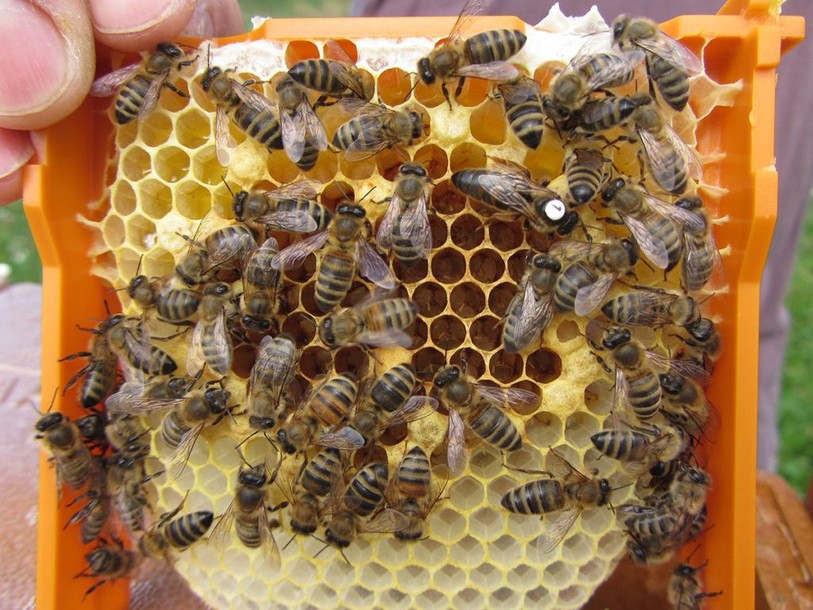Deux néonicotinoïdes nuisent à la fécondité des reines d'abeilles
