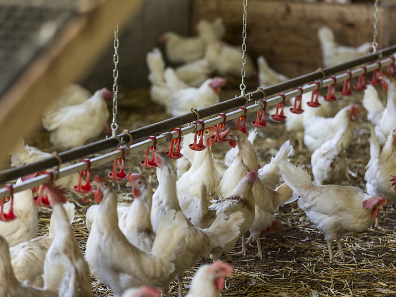 Plus de 2 poulets sur 3 contiennent des bactéries multirésistantes