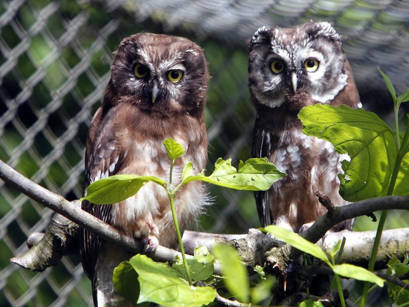 De petites chouettes en grand souci dans le massif du Jura
