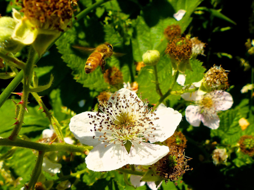 Des plantes séduisent les abeilles avec de la caféine