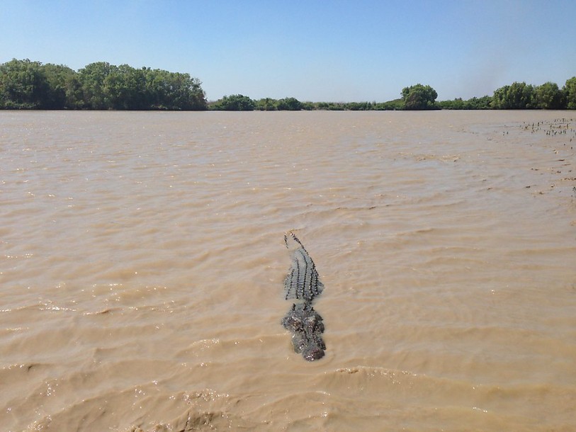 Le crocodile marin ne dort que d'un oeil, selon une étude