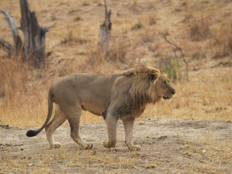 Le lion menacé de disparition dans de nombreuses régions d'Afrique