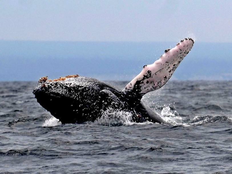 La disparition de grands animaux prive la Terre de nutriments-clés