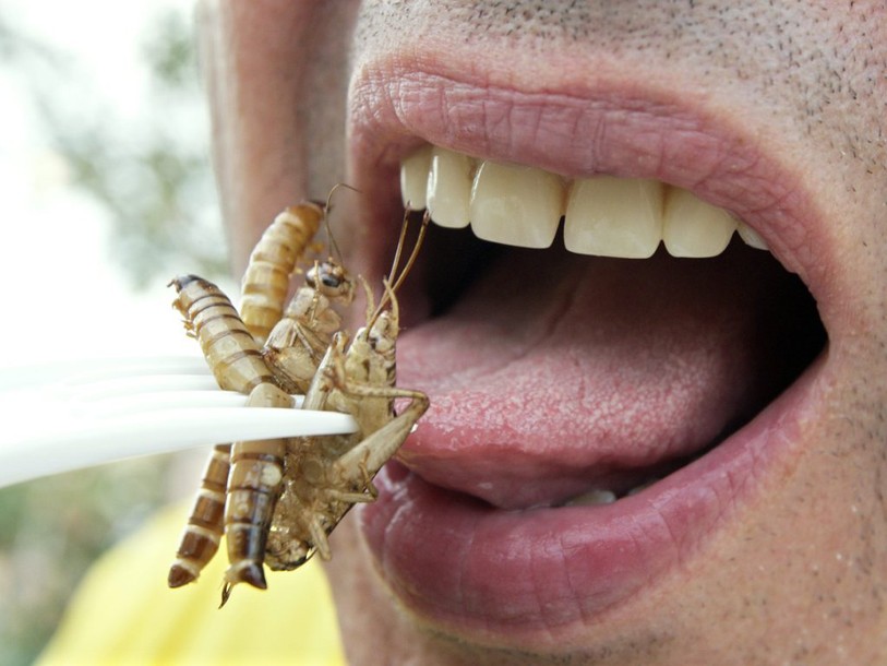 L'économie tique sur l'étiquetage mais pas sur les insectes