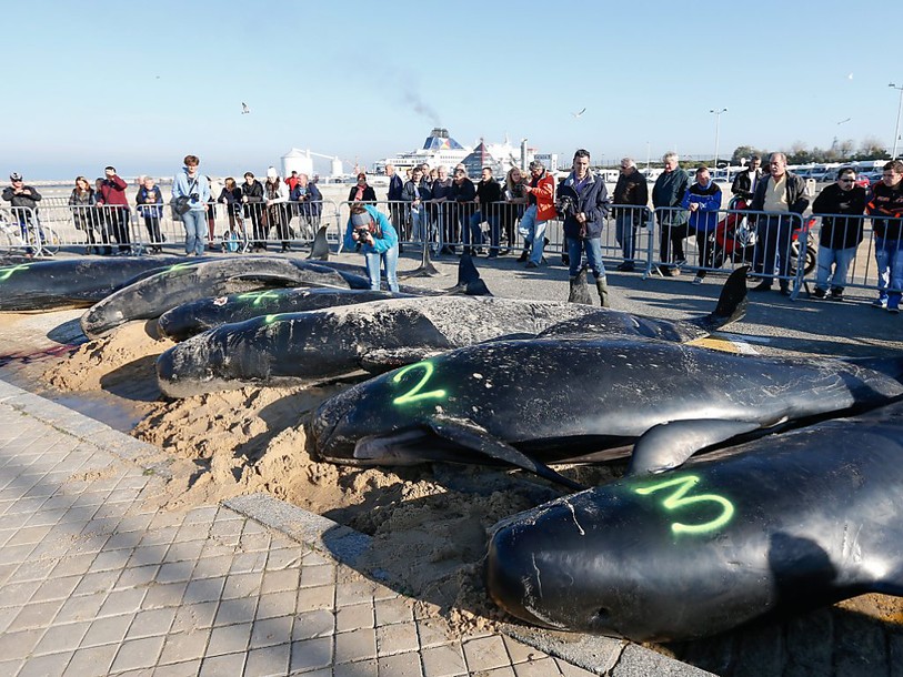 Un troupeau de dix baleines s'échoue sur les côtes françaises