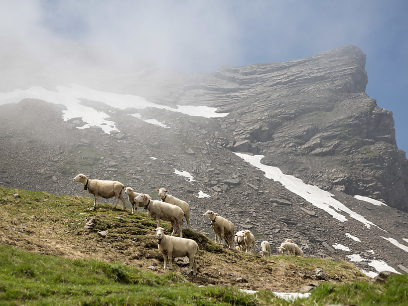 Une pétition exige plus de vigilance pour les moutons à l'alpage
