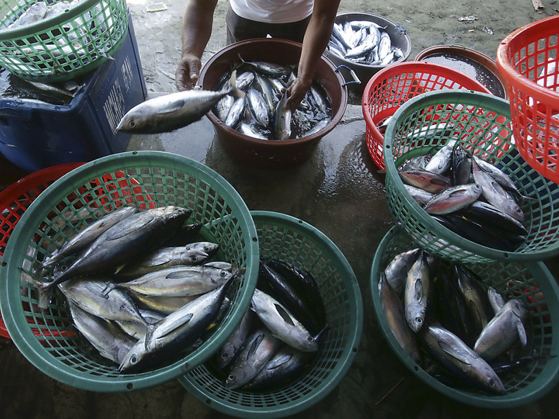 Poissons de la mer de Chine méridionale en voie d'extinction