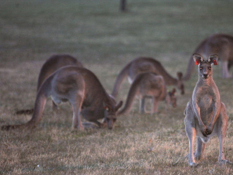 Les kangourous rejettent moins de méthane que les vaches