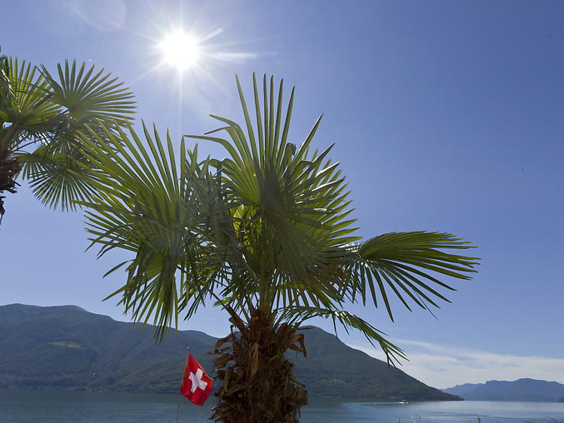 Retour à l'expéditeur pour les palmiers étrangers