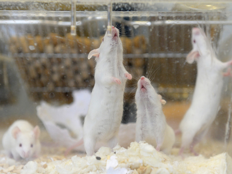 Laboratoire à St-Aubin (FR) : craintes pour les chiens et les chats