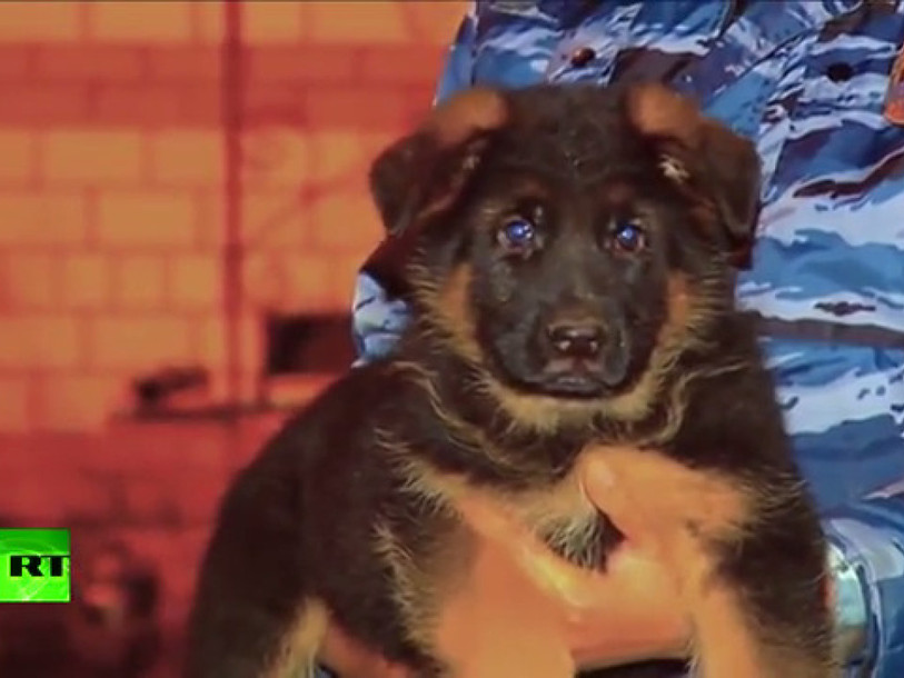 La Russie offre un chiot à la France pour remplacer Diesel