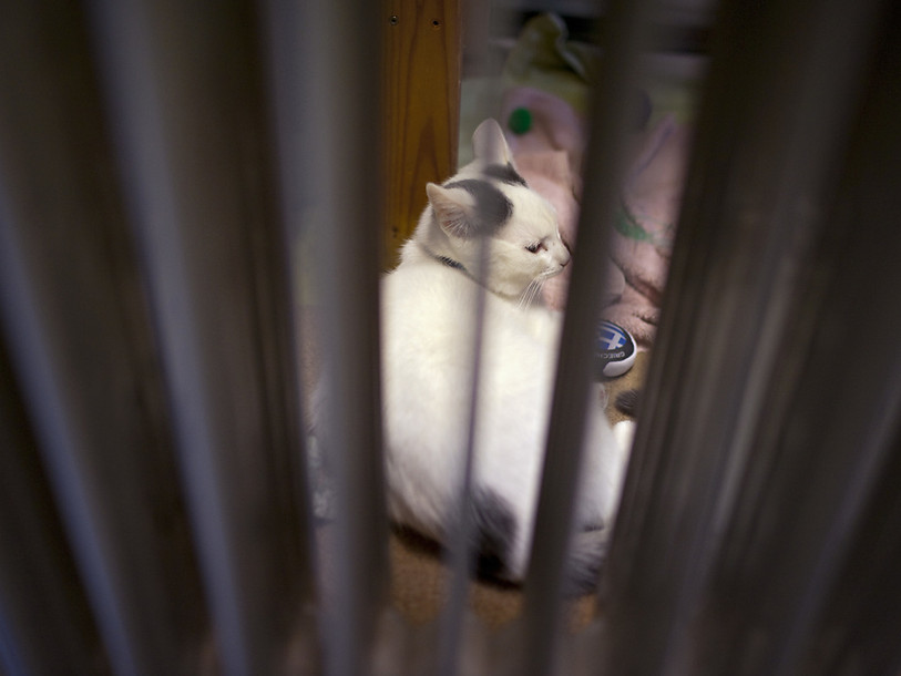 Nouveau record de poursuites pour maltraitance envers les animaux