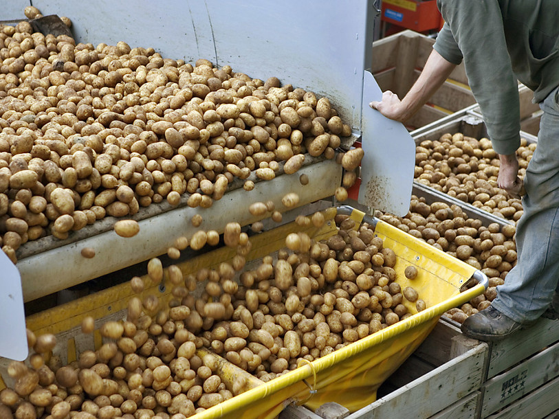 Une grenade découverte dans une livraison de patates pour Zweifel