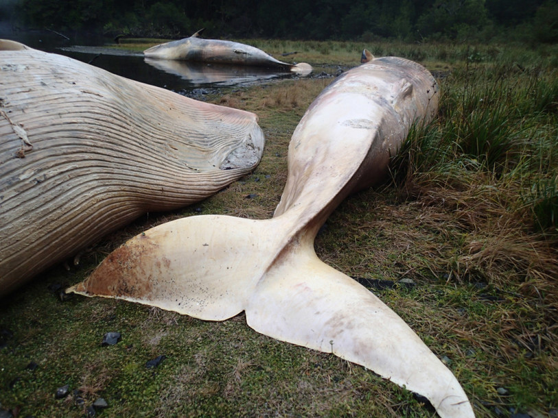 Chili: plus de 300 baleines retrouvées échouées en Patagonie